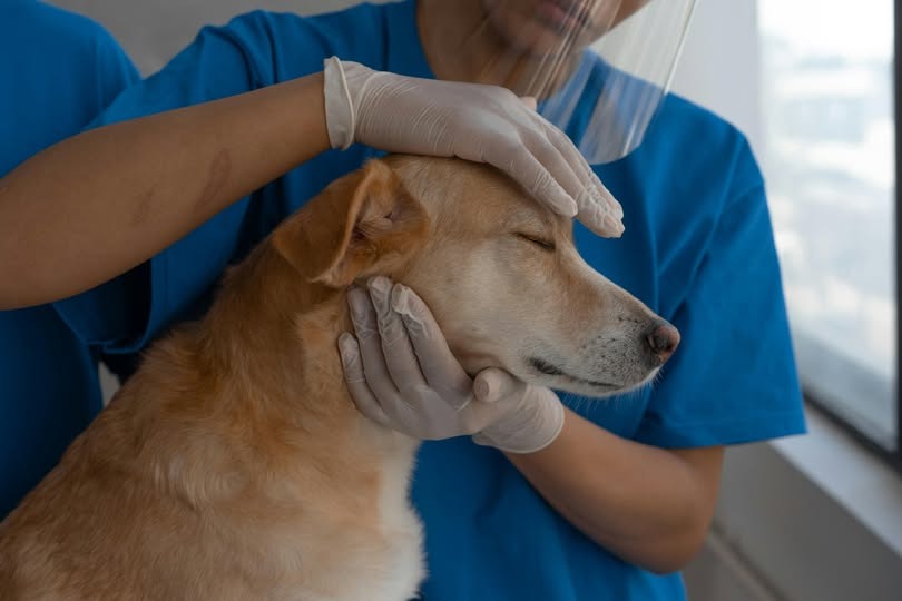 Palermo: Nuovo Corso di Laurea Magistrale a ciclo unico in Medicina Veterinaria (LM-42) Palermo: Nuovo Corso di Laurea Magistrale a ciclo unico in Medicina Veterinaria (LM-42)