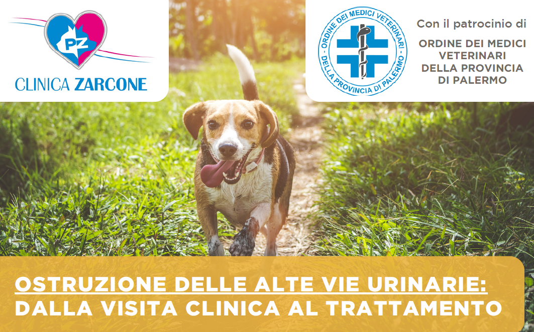 Ostruzione delle alte vie urinarie: dalla visita clinica al trattamento Ostruzione delle alte vie urinarie: dalla visita clinica al trattamento